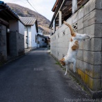 猫写真家・沖 昌之のブログ　野良ねこちゃんねる。　