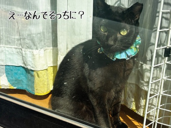 窓辺対応に見る個性の違いとTNRのお手伝い