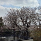 『ベランダから見える桜咲き始める!!』の画像
