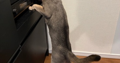 トースターのちっこい見張り番