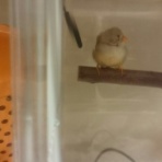 手乗りキンカチョウ。