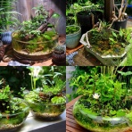 SONOアクアプランツファーム水草･海藻情報局