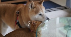 すりすりは止まらない