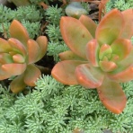 ☆かふぉかふぇ☆写真館