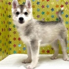 『新しいわんちゃんの紹介です🐶』の画像