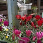 チップ・マリーへ ようこそ！