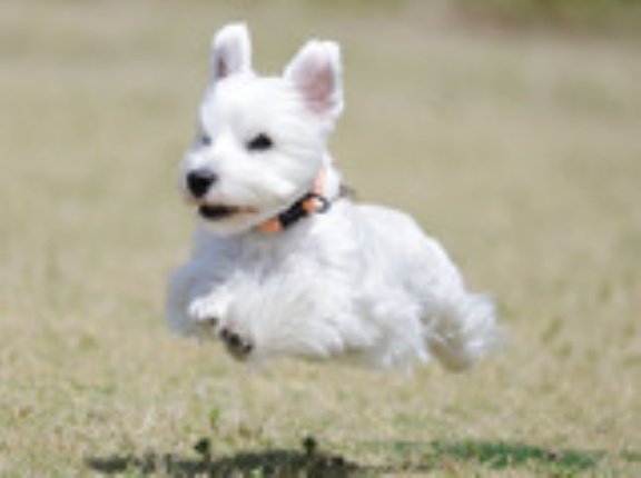 5-13-1　廣谷　胡桃ちゃん　2歳　南あわじドッグラン・飛行犬撮影所にて