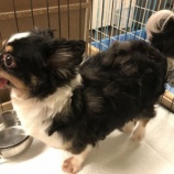 『【犬】メルちゃん シャンプー』の画像