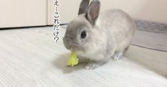 うさぎのルリ(9/5追記)