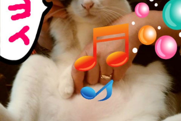 ねこ 猫 ネコ好きは とまらニャィッ 癒し猫
