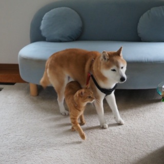 湘南凸凹柴WAN日記