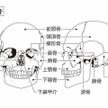   マニアックな頭蓋骨講座