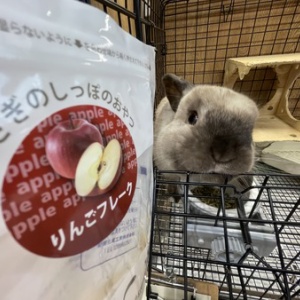 うさぎ★ドライツイルノーカラージレ トライカラーのミニレッキスちゃんが来ました♪ : うさぎブログ