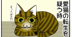 愛猫の転生を疑う時