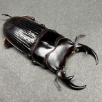 Odontolabis Laboratory