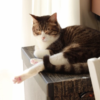 晴れるとうれしい猫ら。