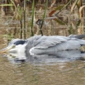2026年10月6日の野鳥公園