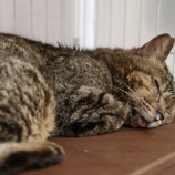 『全盲の猫を保護しました』の画像