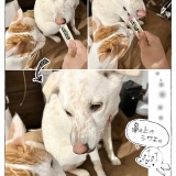 うちの犬のルカ。【９３】