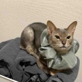 お風呂の出待ちしてくれるジャミちゃん