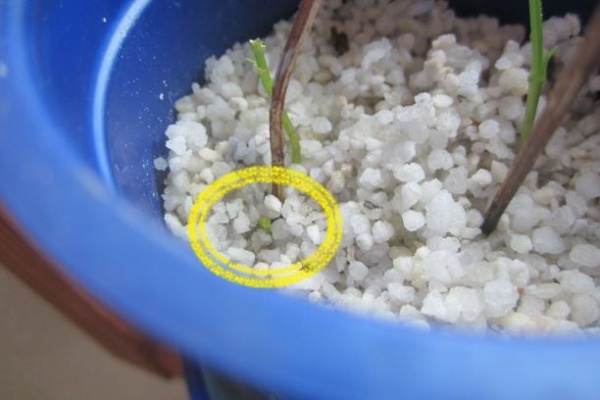 となりのにわ 青とんぼ