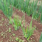 定年後のお小遣い稼ぎ