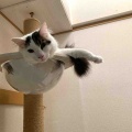 イケメンベネリ君