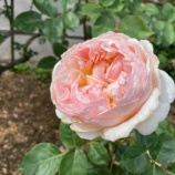 �آ� BZ���Ť��鯤β����ꡣ�����餷��˧�����ޤ����֤򤼤Ҥ��θ������������٤β���