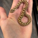 当店の爬虫類事情～入荷～