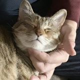 猫の悪夢