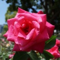 今日の花撮りは、女王？｢バラ｣！