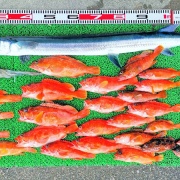 2026年7月18日　釣果