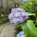 サンモール別入り口の紫陽花