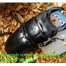 〇福建ドルクス ホペイ＼(^o^)／