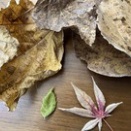 秋の忘れ物がまた届いた？