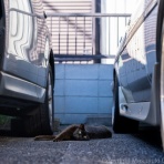 猫写真家・沖 昌之のブログ　野良ねこちゃんねる。　