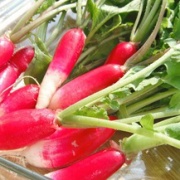 ラディッシュのレシピ 保存方法 シフォンの香り