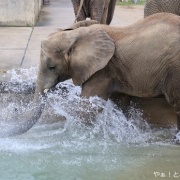今年の見納め?!プールで遊ぶ砥愛ちゃん