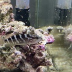 猫吉の海水魚日記
