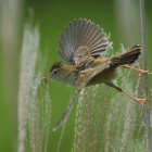 『投稿：セッカとBORGで初撮影の蝶たち　2024/06/25』の画像