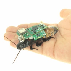 「サイボーグ昆虫」を早大などで開発！やがて仮面ライダーや009も？