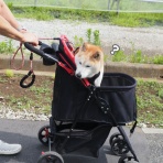 湘南凸凹柴WAN日記