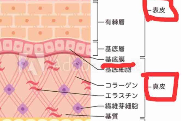 神戸 紫光美容室 抜け毛理論 発毛理論 毛髪理論 ロジック