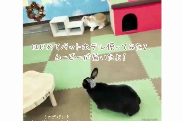 うさぎパンチ うさぎホテル