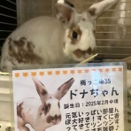 うさぎのきた道