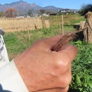 ネコジャラシ私の常識皆の非常識