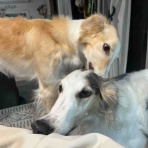 .•*.•*beny beny*•.*•.