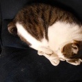 猫に小判を与えたら。 埋蔵金:千九百弐拾参両 結局ぅ寝ぇ~へんやんっ!