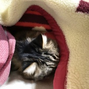 【猫写真】あたたかい所で居たいマロ