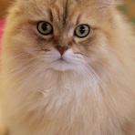 猫カフェ ねこまんまBlog